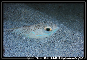 You look me? by Ferdinando Meli 